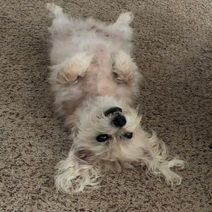 Meet your Posher, Monique